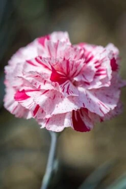 Pinball Wizard Dianthus - 1 Gallon Pot 18 Pinball Wizard Dianthus - 1 Gallon Pot -Home Bloom Garden dianthus pinball wizard 9