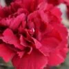 Super Trouper Velvet Red Dianthus (Carnation) - 5 Pack Of Quart Pots -Home Bloom Garden dianthus super trouper velvet red 100
