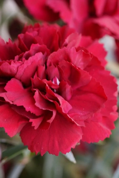 Super Trouper Velvet Red Dianthus (Carnation) - 5 Pack Of Quart Pots 3 Super Trouper Velvet Red Dianthus (Carnation) - 5 Pack Of Quart Pots