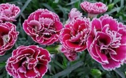 Super Trouper Magenta White Dianthus (Carnation) - 5 Pack Of Quart Pots -Home Bloom Garden dianthus supertrouper magenta white 1