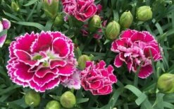 Super Trouper Magenta White Dianthus (Carnation) - 5 Pack Of Quart Pots -Home Bloom Garden dianthus supertrouper magenta white 4