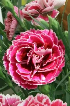 Super Trouper Magenta White Dianthus (Carnation) - 5 Pack Of Quart Pots -Home Bloom Garden dianthus supertrouper magenta white 5