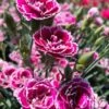 Super Trouper Magenta White Dianthus (Carnation) - 5 Pack Of Quart Pots -Home Bloom Garden dianthus supertrouper magenta white 6