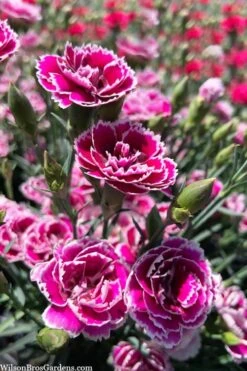 Super Trouper Magenta White Dianthus (Carnation) - 5 Pack Of Quart Pots