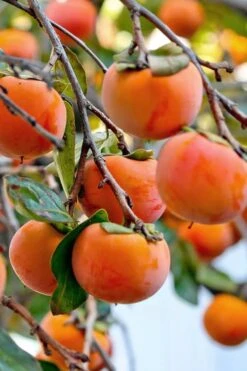Fuyu Persimmon Tree - 7 Gallon Pot (4-5') -Home Bloom Garden diospyros kaki fuyu persimmon tree 3