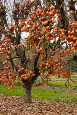 Fuyu Persimmon Tree - 7 Gallon Pot (4-5') -Home Bloom Garden diospyros kaki fuyu persimmon tree 5