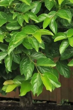 Fuyu Persimmon Tree - 7 Gallon Pot (4-5') -Home Bloom Garden diospyros kaki fuyu persimmon tree 6