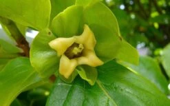 Fuyu Persimmon Tree - 7 Gallon Pot (4-5') -Home Bloom Garden diospyros kaki fuyu persimmon tree 9