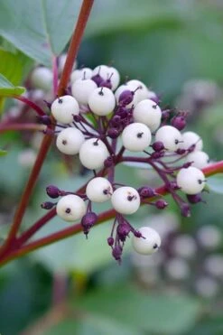 Arctic Fire Red Twig Dogwood - 3 Gallon Pot 14 Arctic Fire Red Twig Dogwood - 3 Gallon Pot -Home Bloom Garden dogwood red osier 500x750 1