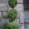 Poodle Tier Dwarf Alberta Spruce 3 Ball Topiary (3-Ball) - 3 Gallon Pot -Home Bloom Garden dwarf alberta spruce 3 ball poodle tier 12 1