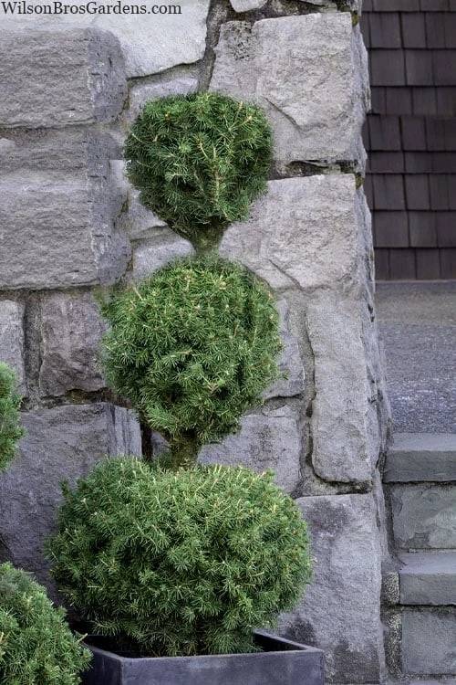 Poodle Tier Dwarf Alberta Spruce Topiary - 2 Gallon Pot 3 Poodle Tier Dwarf Alberta Spruce Topiary - 2 Gallon Pot