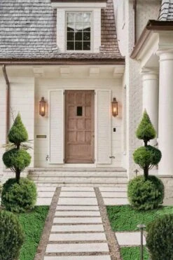 Dwarf Alberta Spruce 2-Ball Cone Topiary - 5 Gallon Pot -Home Bloom Garden dwarf alberta spruce 3 ball poodle tier with pyramid1