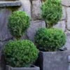 Poodle Tier Dwarf Alberta Spruce Topiary (2-Ball) - 2 Gallon Pot 2 Poodle Tier Dwarf Alberta Spruce Topiary (2-Ball) - 2 Gallon Pot -Home Bloom Garden dwarf alberta spruce two ball poodle tier topiary 1