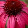 Sombrero Baja Burgundy Coneflower (Echinacea) - 6-Pack Of 1 Gallon Pots 1 Sombrero Baja Burgundy Coneflower (Echinacea) - 6-Pack Of 1 Gallon Pots -Home Bloom Garden echinacea sombrero baja burgundy coneflower 11