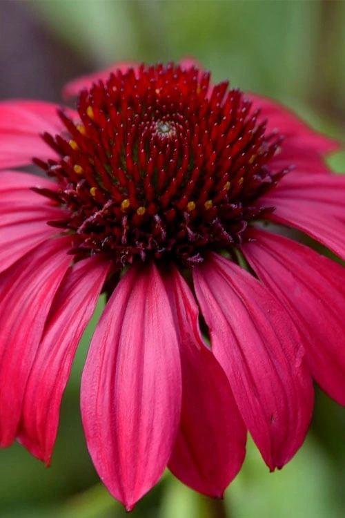 Sombrero Baja Burgundy Coneflower (Echinacea) - 6-Pack Of 1 Gallon Pots 3 Sombrero Baja Burgundy Coneflower (Echinacea) - 6-Pack Of 1 Gallon Pots