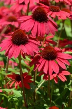 Sombrero Baja Burgundy Coneflower (Echinacea) - 6-Pack Of 1 Gallon Pots 11 Sombrero Baja Burgundy Coneflower (Echinacea) - 6-Pack Of 1 Gallon Pots -Home Bloom Garden echinacea sombrero baja burgundy coneflower 12