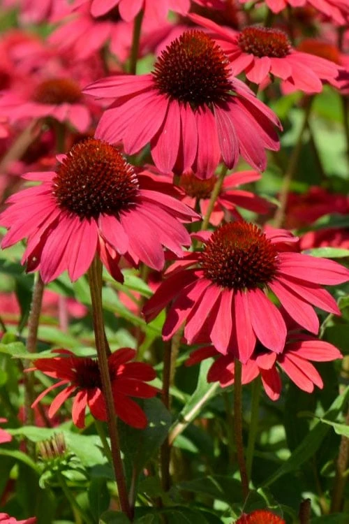 Sombrero Baja Burgundy Coneflower (Echinacea) - 6-Pack Of 1 Gallon Pots 7 Sombrero Baja Burgundy Coneflower (Echinacea) - 6-Pack Of 1 Gallon Pots - Image 5