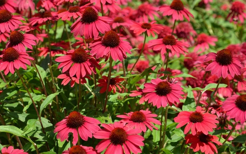 Sombrero Baja Burgundy Coneflower (Echinacea) - 6-Pack Of 1 Gallon Pots 6 Sombrero Baja Burgundy Coneflower (Echinacea) - 6-Pack Of 1 Gallon Pots - Image 4