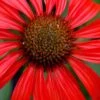 Tomato Soup Coneflower (Echinacea) - 1 Gallon Pot -Home Bloom Garden echinacea tomato soup coneflower 2