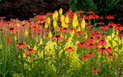 Tomato Soup Coneflower (Echinacea) - 1 Gallon Pot -Home Bloom Garden echinacea tomato soup coneflower 5