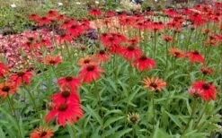 Tomato Soup Coneflower (Echinacea) - 1 Gallon Pot -Home Bloom Garden echinacea tomato soup coneflower 6