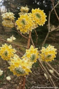 Edgeworthia Chrysantha - Paper Bush - 1 Gallon Pot -Home Bloom Garden edgeworthia chrysantha 200