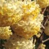 Snow Cream Edgeworthia Paper Bush - 5 Gallon -Home Bloom Garden edgeworthia snow cream 1