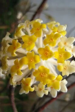 Snow Cream Edgeworthia Paper Bush - 5 Gallon -Home Bloom Garden edgeworthia snow cream 10