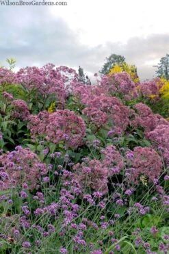Queen Of The Prairie Hollow Stem Joe Pye Weed - 1 Gallon Pot -Home Bloom Garden eupatoriadelphus fistulosa joe pye weed 15