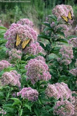 Queen Of The Prairie Hollow Stem Joe Pye Weed - 1 Gallon Pot -Home Bloom Garden eupatoriadelphus fistulosa joe pye weed 5