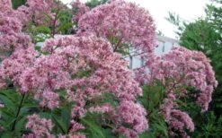 Queen Of The Prairie Hollow Stem Joe Pye Weed - 1 Gallon Pot -Home Bloom Garden eupatoriadelphus fistulosa joe pye weed 8