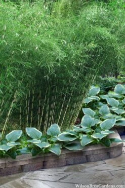 Robust Bamboo - Fargesia Robusta - 1 Gallon Pot -Home Bloom Garden fargesia robusta robust clumping bamboo 103
