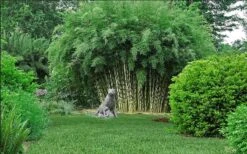 Robust Bamboo - Fargesia Robusta - 1 Gallon Pot -Home Bloom Garden fargesia robusta robust clumping bamboo 105
