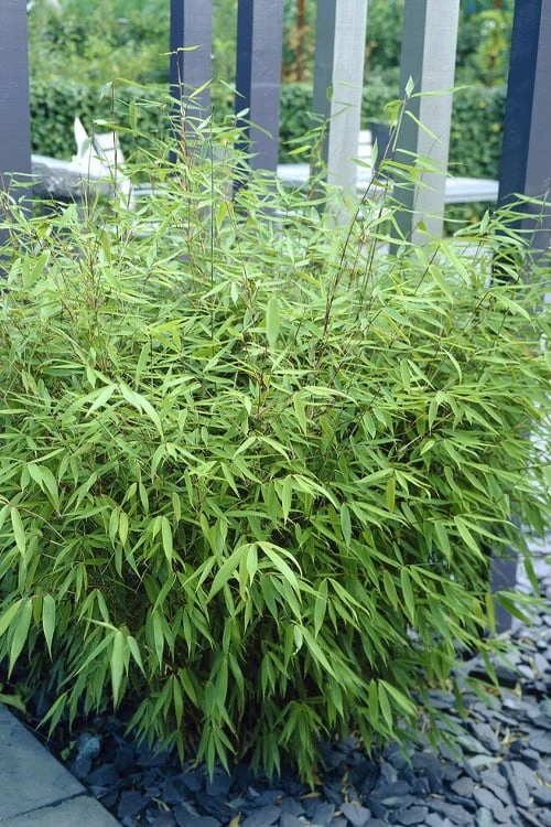 Sunset Glow Clumping Bamboo (Fargesia Rufa) - 3 Gallon Pot 9 Sunset Glow Clumping Bamboo (Fargesia Rufa) - 3 Gallon Pot - Image 7