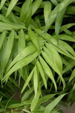 Sunset Glow Clumping Bamboo (Fargesia Rufa) - 3 Gallon Pot 13 Sunset Glow Clumping Bamboo (Fargesia Rufa) - 3 Gallon Pot -Home Bloom Garden fargesia rufa sunset glow clumping bamboo 2