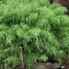 Sunset Glow Clumping Bamboo (Fargesia Rufa) - 3 Gallon Pot -Home Bloom Garden fargesia rufa sunset glow clumping bamboo 8