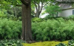 Sunset Glow Clumping Bamboo (Fargesia Rufa) - 3 Gallon Pot 12 Sunset Glow Clumping Bamboo (Fargesia Rufa) - 3 Gallon Pot -Home Bloom Garden fargesia rufa sunset glow clumping bamboo 9