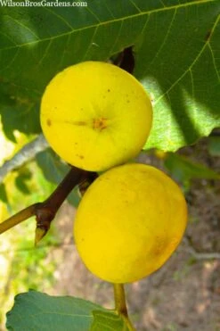 LSU Gold Fig Tree - 5 Gallon Pot -Home Bloom Garden ficus carica lsu gold fig tree 1