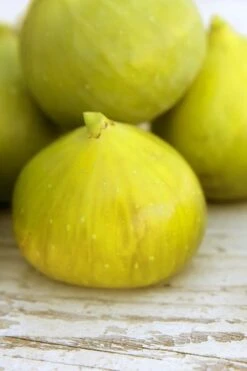 LSU Gold Fig Tree - 5 Gallon Pot -Home Bloom Garden ficus carica lsu gold fig tree 2