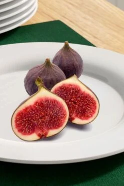 Texas Everbearing Fig Tree - 3 Gallon Pot -Home Bloom Garden fig texas everbearing 11