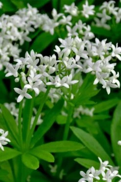 Sweet Woodruff (Galium Odoratum) - 6 Pack Of Pint Pots -Home Bloom Garden galium odoratum sweet woodruff 3 1