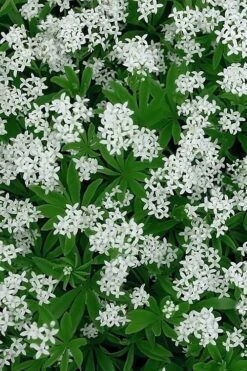 Sweet Woodruff (Galium Odoratum) - 5 Pack Of Quart Pots -Home Bloom Garden galium odoratum sweet woodruff 5