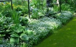 Sweet Woodruff (Galium Odoratum) - 6 Pack Of Pint Pots -Home Bloom Garden galium odoratum sweet woodruff 6 1