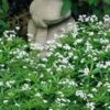 Sweet Woodruff (Galium Odoratum) - 5 Pack Of Quart Pots -Home Bloom Garden galium odoratum sweet woodruff 7