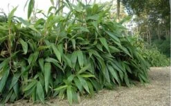 Giant Leaf Bamboo - Indocalamus Tessellatus - 3 Gallon Pot -Home Bloom Garden giant leaf bamboo