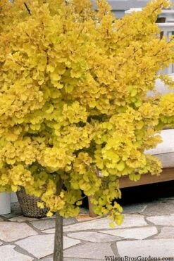 Mariken Dwarf Ginkgo Single Trunk Topiary Tree - 2 Gallon Pot -Home Bloom Garden ginkgo biloba mariken single trunk topiary tree 1