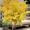 Mariken Dwarf Ginkgo Single Trunk Topiary Tree - 2 Gallon Pot -Home Bloom Garden ginkgo biloba mariken single trunk topiary tree 2