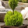 Goldcrest Monterey Lemon Cypress - 2-Ball Poodle Tier Topiary - 2 Gallon Pot -Home Bloom Garden goldcrest monterey lemon cypress two ball poodle tier topiary 1