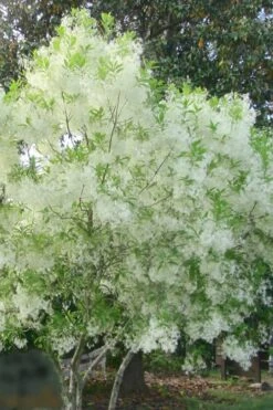 Grancy Graybeard - White Fringe Tree - 3 Gallon Pot -Home Bloom Garden grancy graybeard tree flowers 22 500x750 1