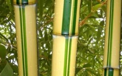 Gold Vivax Giant Timber Bamboo (Green Stripe Bamboo) - Phyllostachys Vivax 'Aureocaulis' - 3 Gallon Pot (4-6') 11 Gold Vivax Giant Timber Bamboo (Green Stripe Bamboo) - Phyllostachys Vivax 'Aureocaulis' - 3 Gallon Pot (4-6') -Home Bloom Garden green stripe vivax bamboo 1